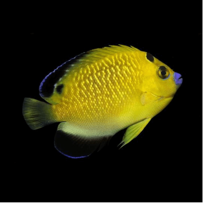 Apolemichthys trimaculatus