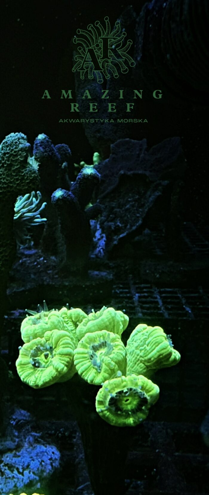 Caluastrea Green Fluo 6 główek