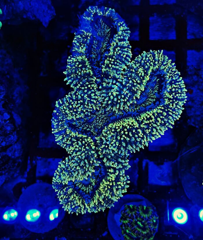 Lobophyllia Gold XL