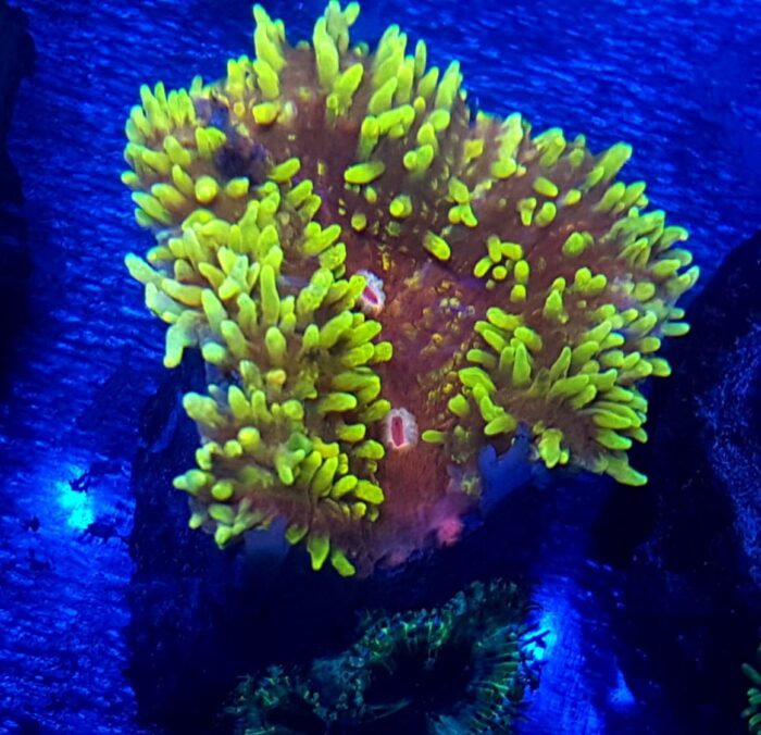 Lobophyllia Yellow