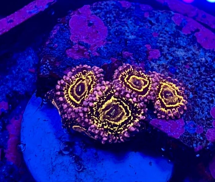 zoanthus stratosphere zoa