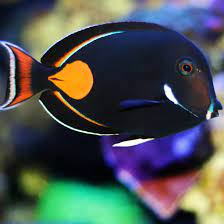 Acanthurus achilles